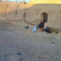 مرغ زینتی شاخدار اواز خوان
