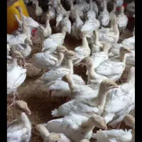 بوقلمون بیوتی666
