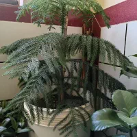 ۸۰۰۰۰۰