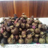 انار تزیینی