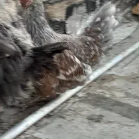 مرغ تخم گذار