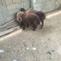 4 راس نر بره جنس افشار دم خانه