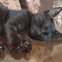 گربه