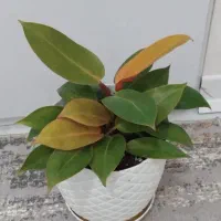 گل آپارتمانی فیلودندرون پرتقالی