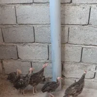 بوقلمون 65روزه