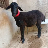 فروش میش هترو