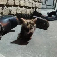 گربه|گربه|علی‌آباد کتول, |دیوار