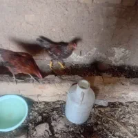 جوجه خروس نیمچه