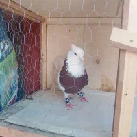 کفتر طوقی مولد