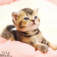 میوشاپ گربه اسکاتیش /بریتیش/پرشین