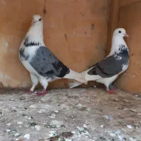 کبوتر  دهن جور  پرشی تیرماه
