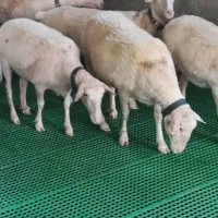 فروش گوسفند لاکن فرانسوی