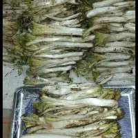 کنگر تازه و ساقه دار
