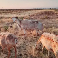 ۳۰راس میش چینی اوست،مال بومی پایین جام