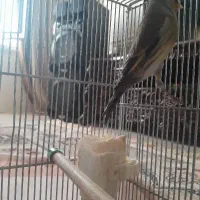 سهره