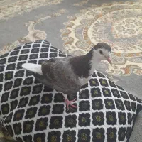 کبوتر پرستویی
