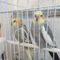 یک جفت عروس هلندی مولد چند روزی هست که تخم گذاشته