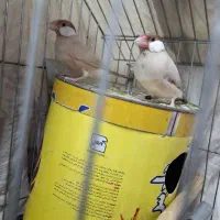 فنچ نرگسی
