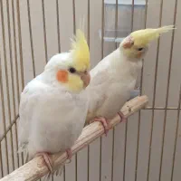 عروس هلندی