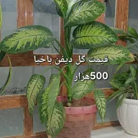 گل طبیعی|گل و گیاه طبیعی|ایلام, |دیوار
