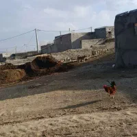 نژاد|سگ|بیجار, |دیوار