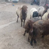 مناسب برای عید قربان