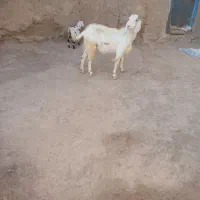 بز فروشی