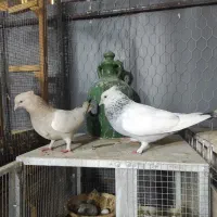سینه سبز ابی