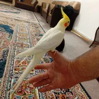نر لوتینو