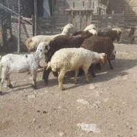 بره