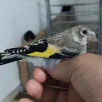 جوجه سهره کال