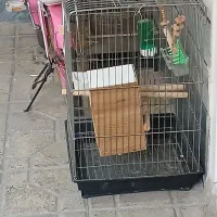 قفس بزرگ عروس هلندی