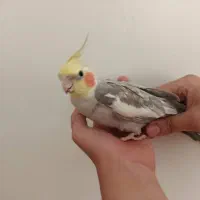 عروس هلندی نر