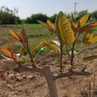اکیپ (پیوندزن) درخت پسته(باضمانت)