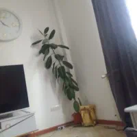 گل قد یکو ۸۵