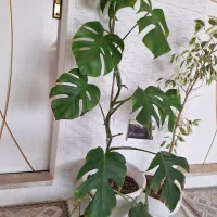 گل وگیاه طبیعی