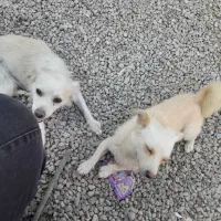 ۲تا توله پاکوتاه