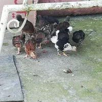 جوجه مرغ گلین لری وخروس و جاوا