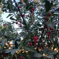 فروش باغ جوان و ثمره