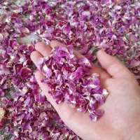 غنچه و گلبرگ گل محمدی