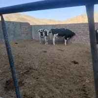 گوساله چاق