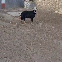 قوچ  شیشک درجه یک