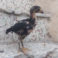 جوجه لاری
