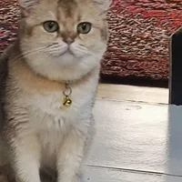 گربه گمشده در محدوده آخر عباسی کوی زمرد سوم