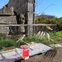 قناری|پرنده|لاهیجان, لیل|دیوار