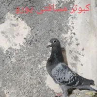 باسلام کبوتر مسافتی و رنگه