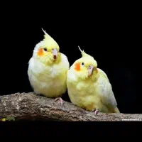 جفت عروس هلندی