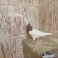 کفتر