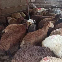 گوسفند زنده100ا%گوشتی وچاق