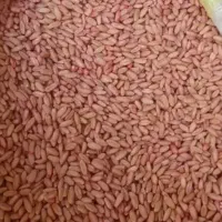 گندم بذر